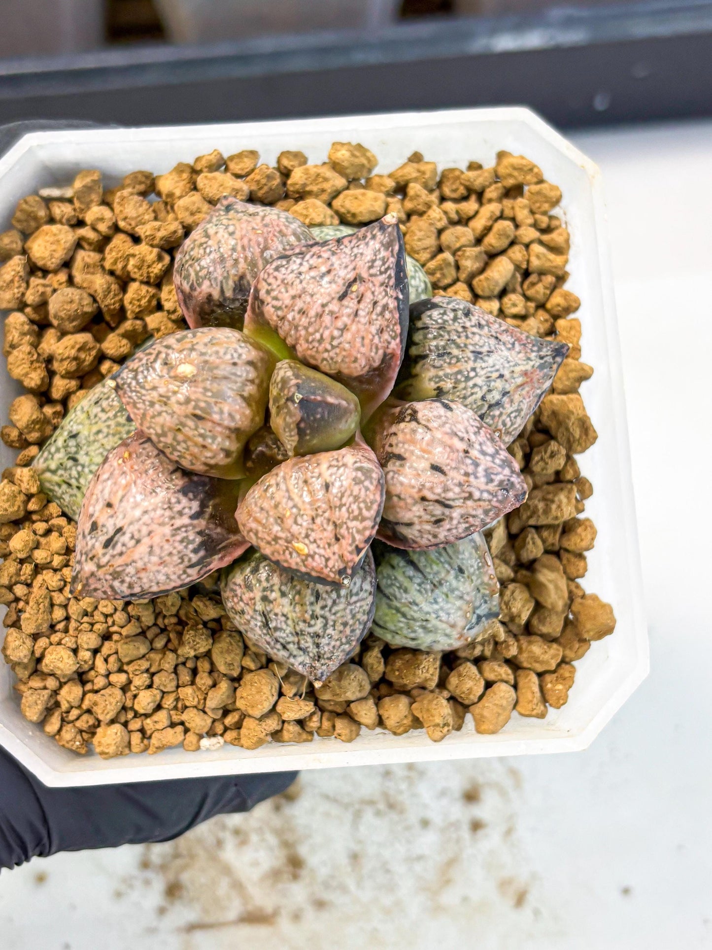 MATURE Haworthia Totoro Var (wa) (14) | Rare Succulent