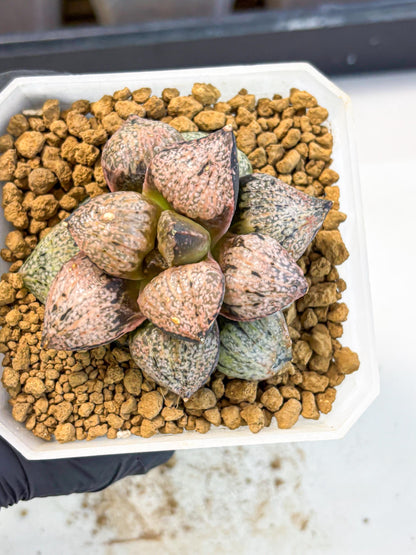 MATURE Haworthia Totoro Var (wa) (14) | Rare Succulent