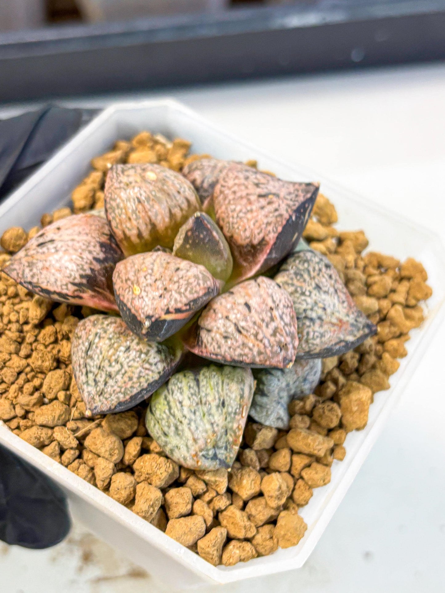 MATURE Haworthia Totoro Var (wa) (14) | Rare Succulent