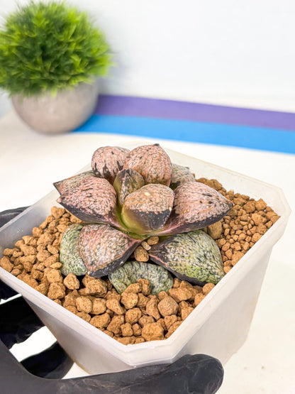 MATURE Haworthia Totoro Var (wa) (14) | Rare Succulent