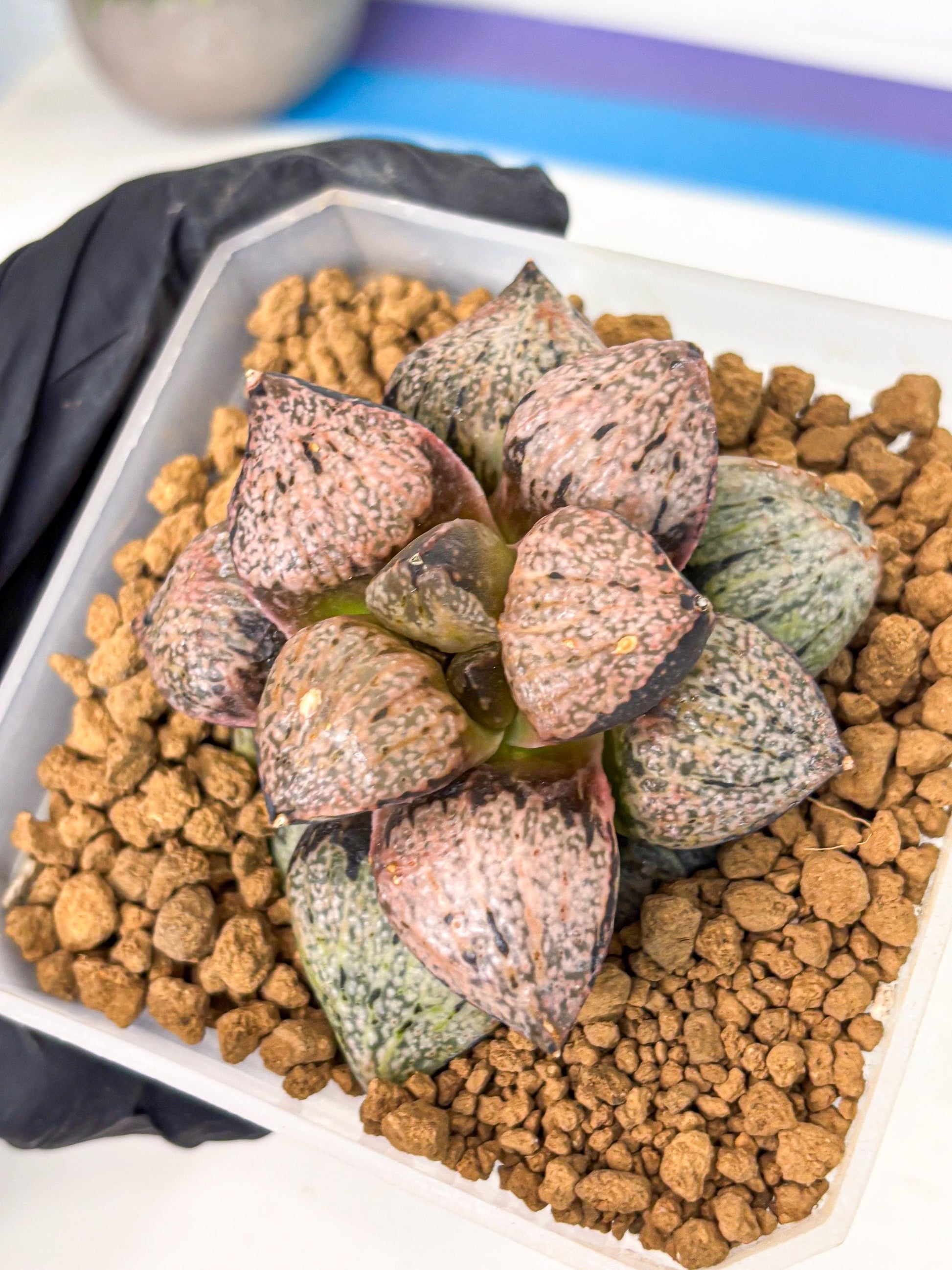 MATURE Haworthia Totoro Var (wa) (14) | Rare Succulent