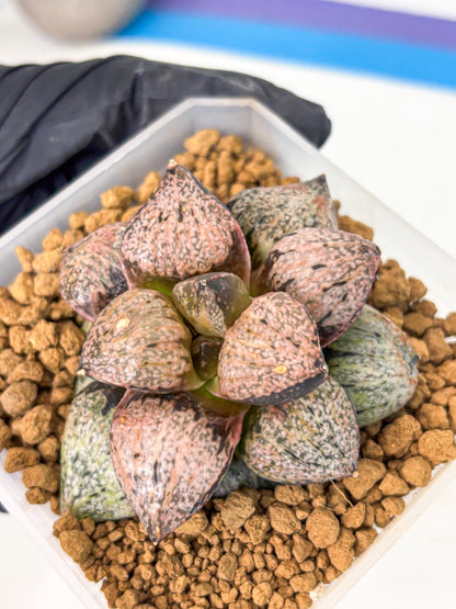 MATURE Haworthia Totoro Var (wa) (14) | Rare Succulent