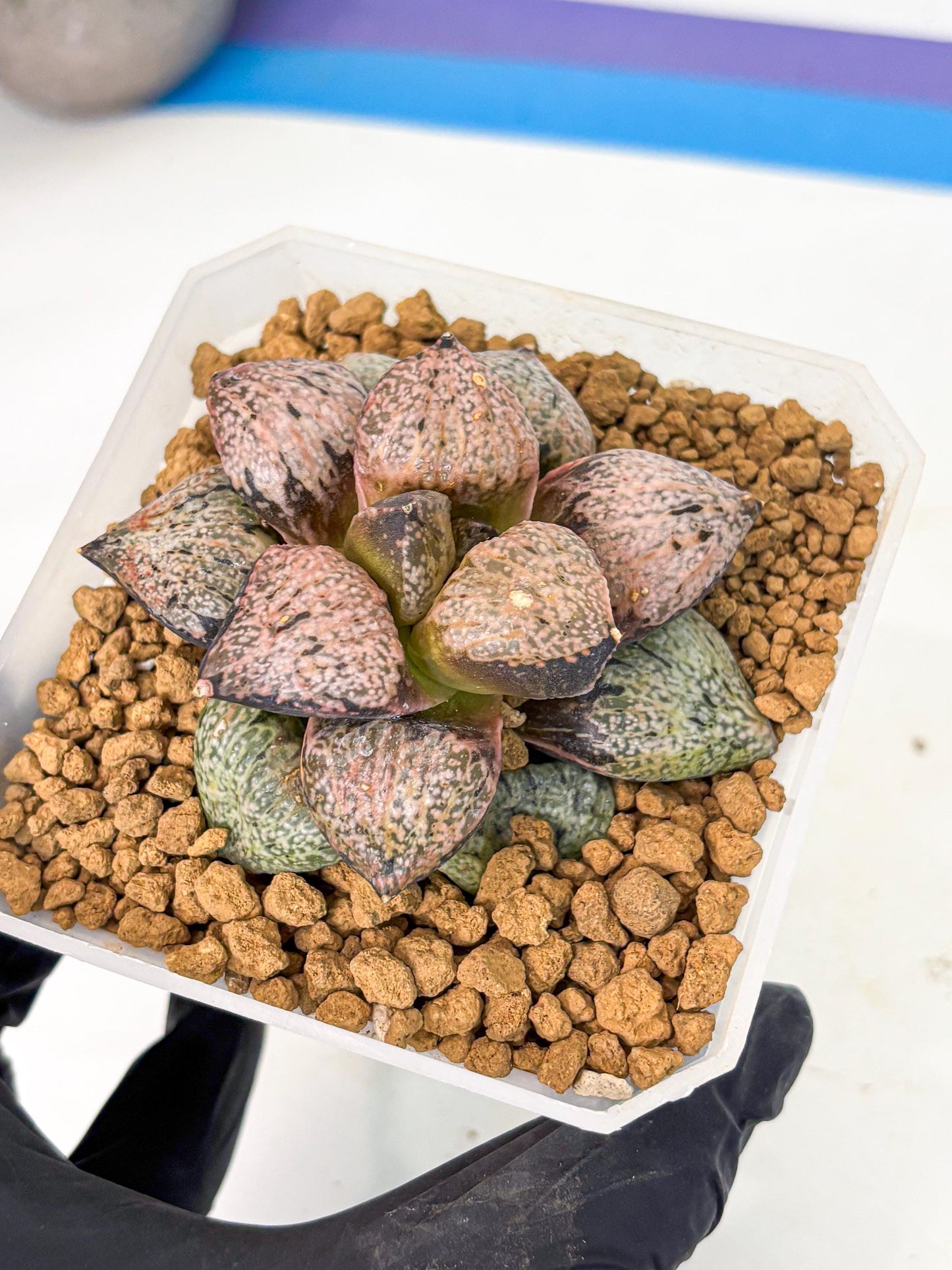 MATURE Haworthia Totoro Var (wa) (14) | Rare Succulent