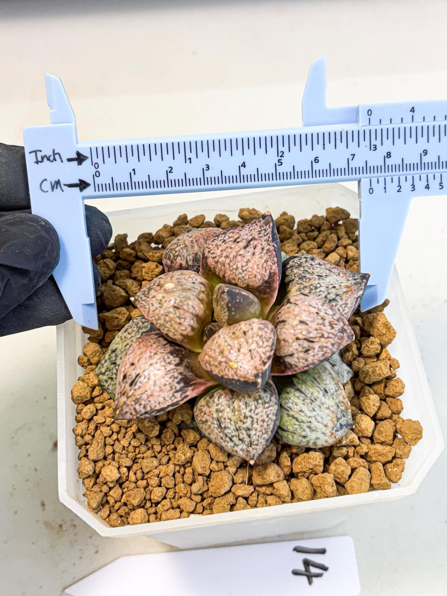 MATURE Haworthia Totoro Var (wa) (14) | Rare Succulent