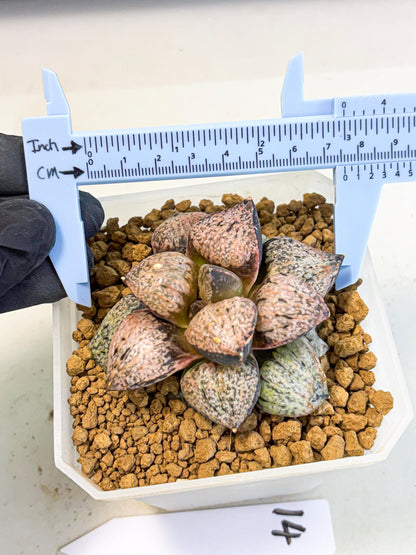 MATURE Haworthia Totoro Var (wa) (14) | Rare Succulent