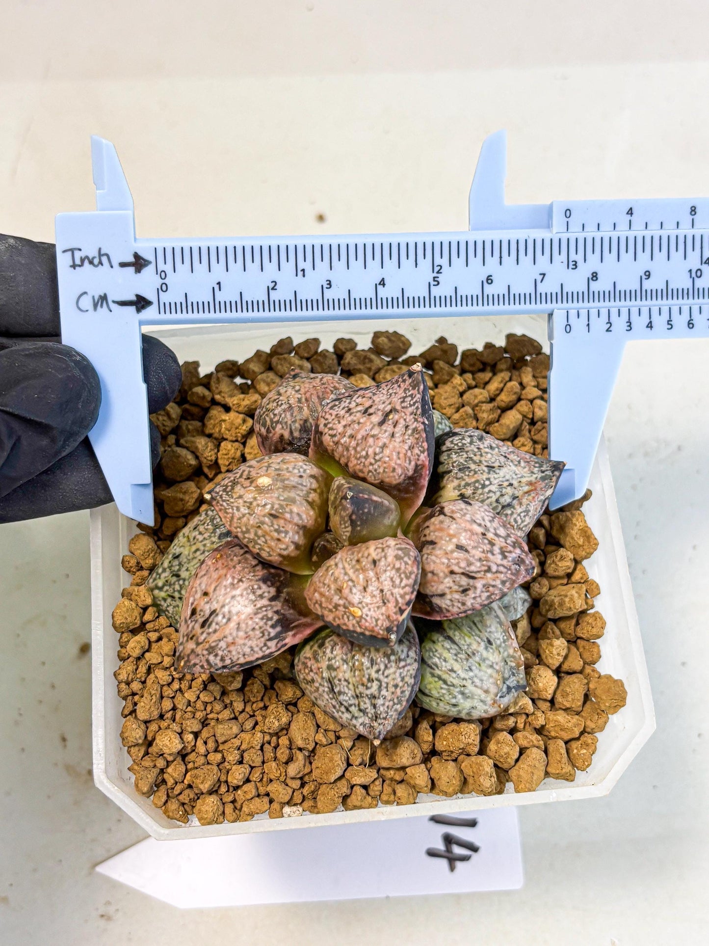 MATURE Haworthia Totoro Var (wa) (14) | Rare Succulent