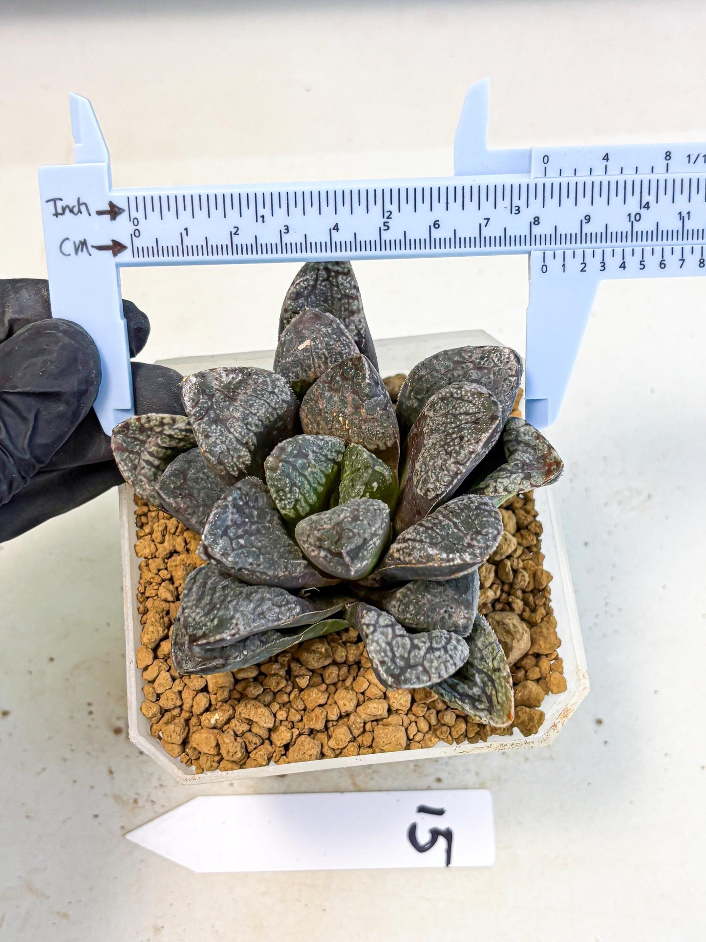 MATURE Haworthia Mordor (wa) (15) | Rare Succulent