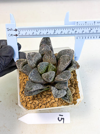 MATURE Haworthia Mordor (wa) (15) | Rare Succulent