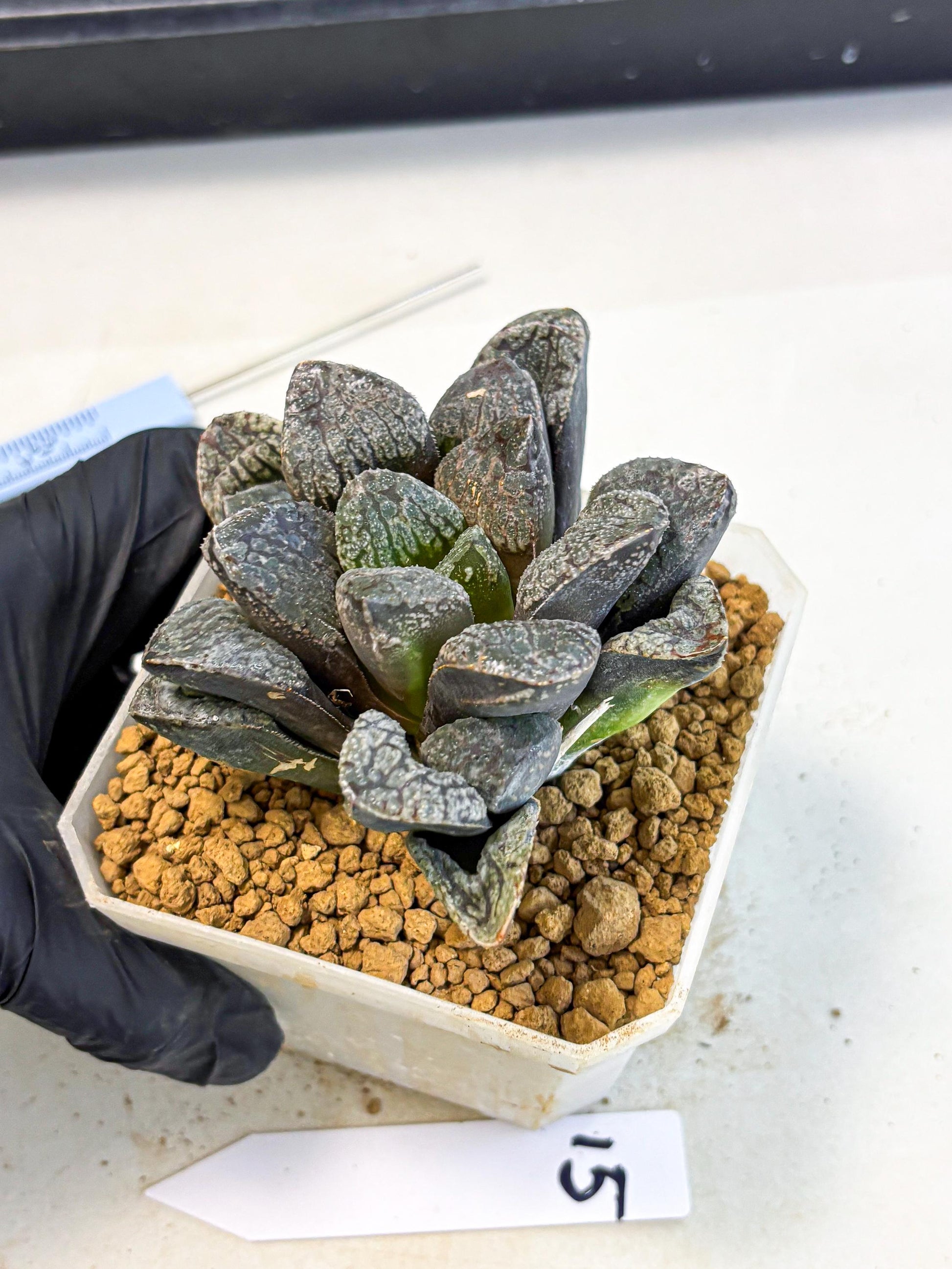 MATURE Haworthia Mordor (wa) (15) | Rare Succulent