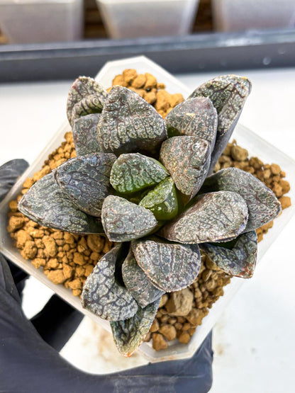 MATURE Haworthia Mordor (wa) (15) | Rare Succulent