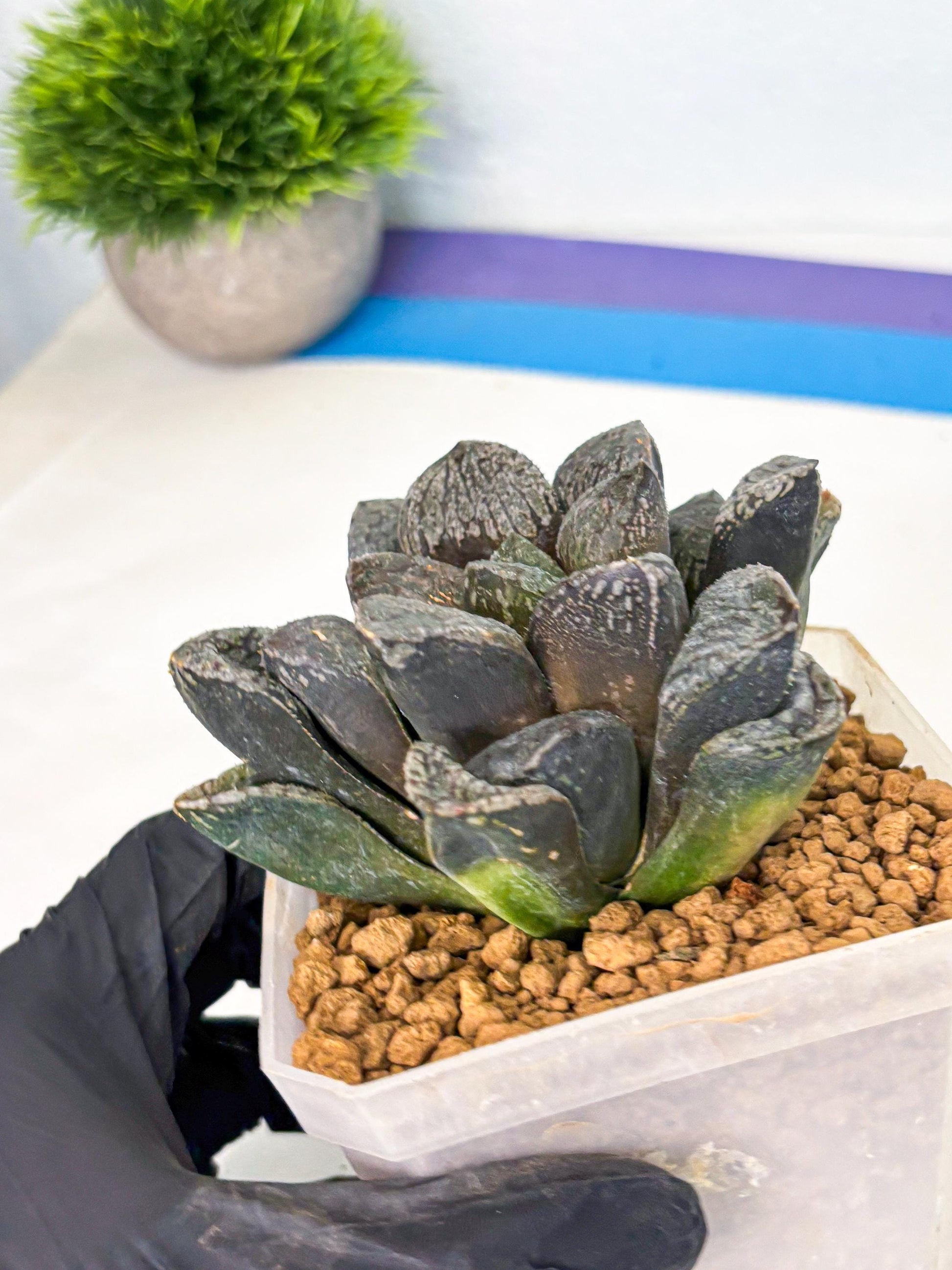 MATURE Haworthia Mordor (wa) (15) | Rare Succulent
