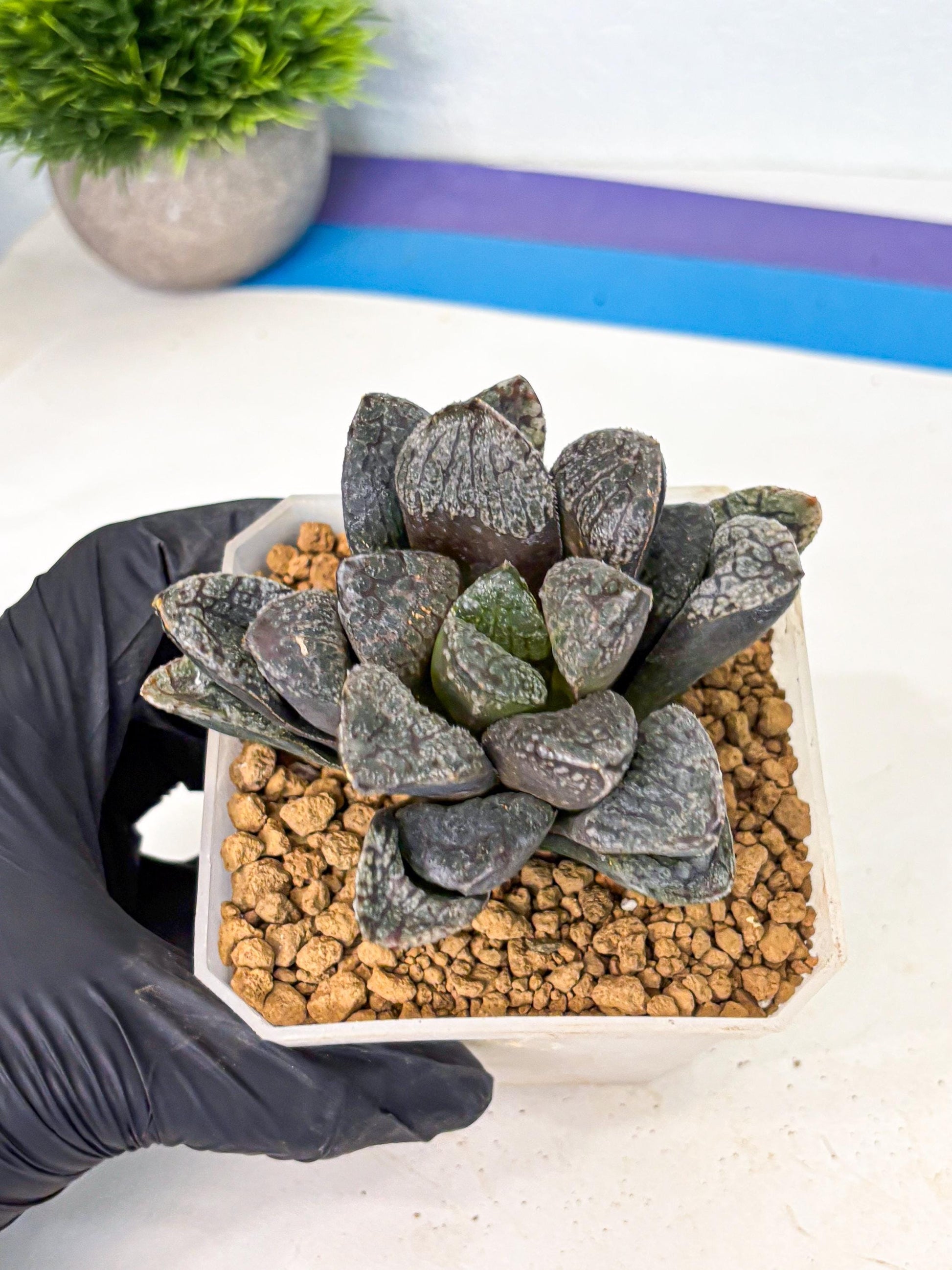 MATURE Haworthia Mordor (wa) (15) | Rare Succulent