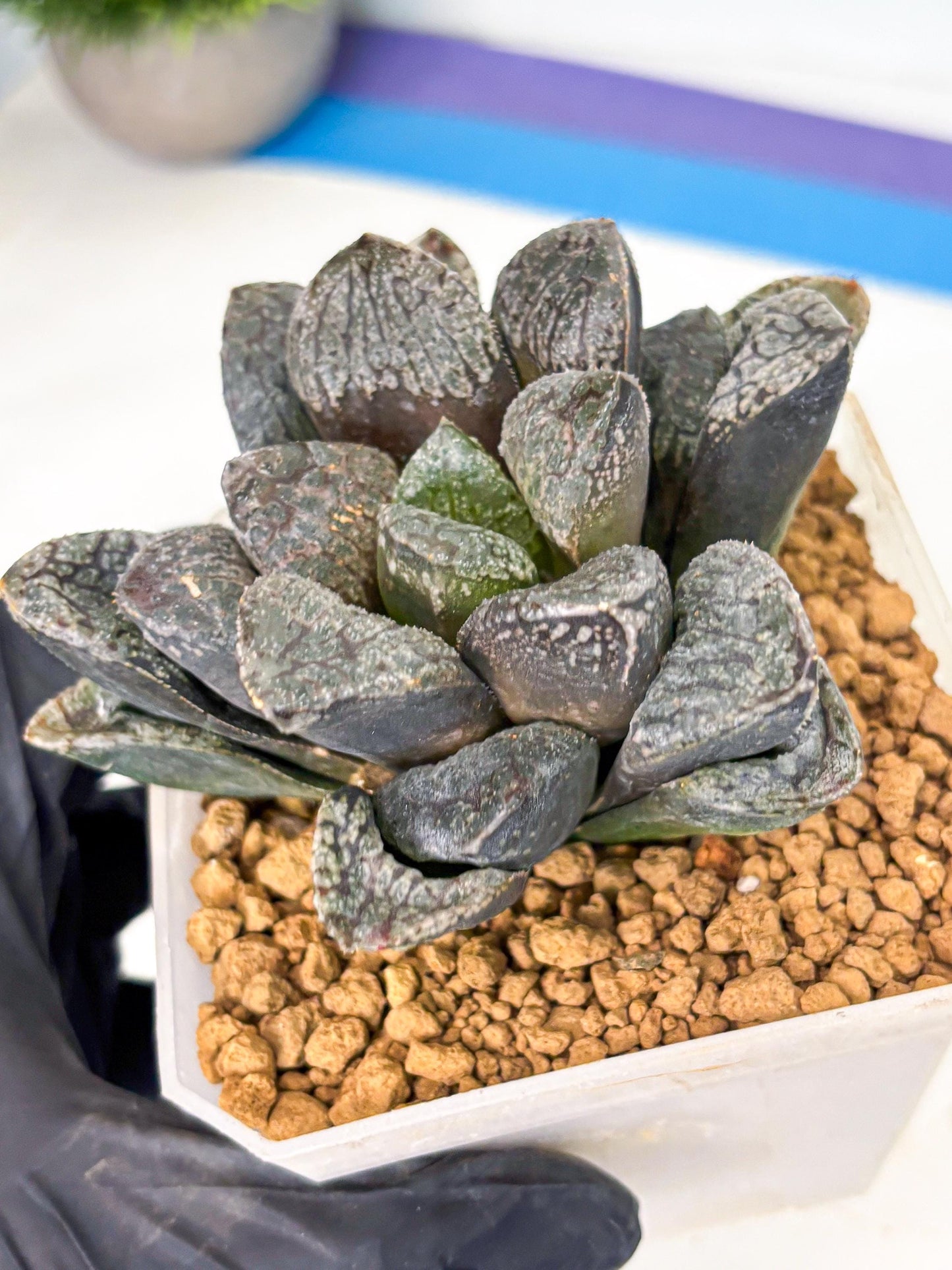 MATURE Haworthia Mordor (wa) (15) | Rare Succulent