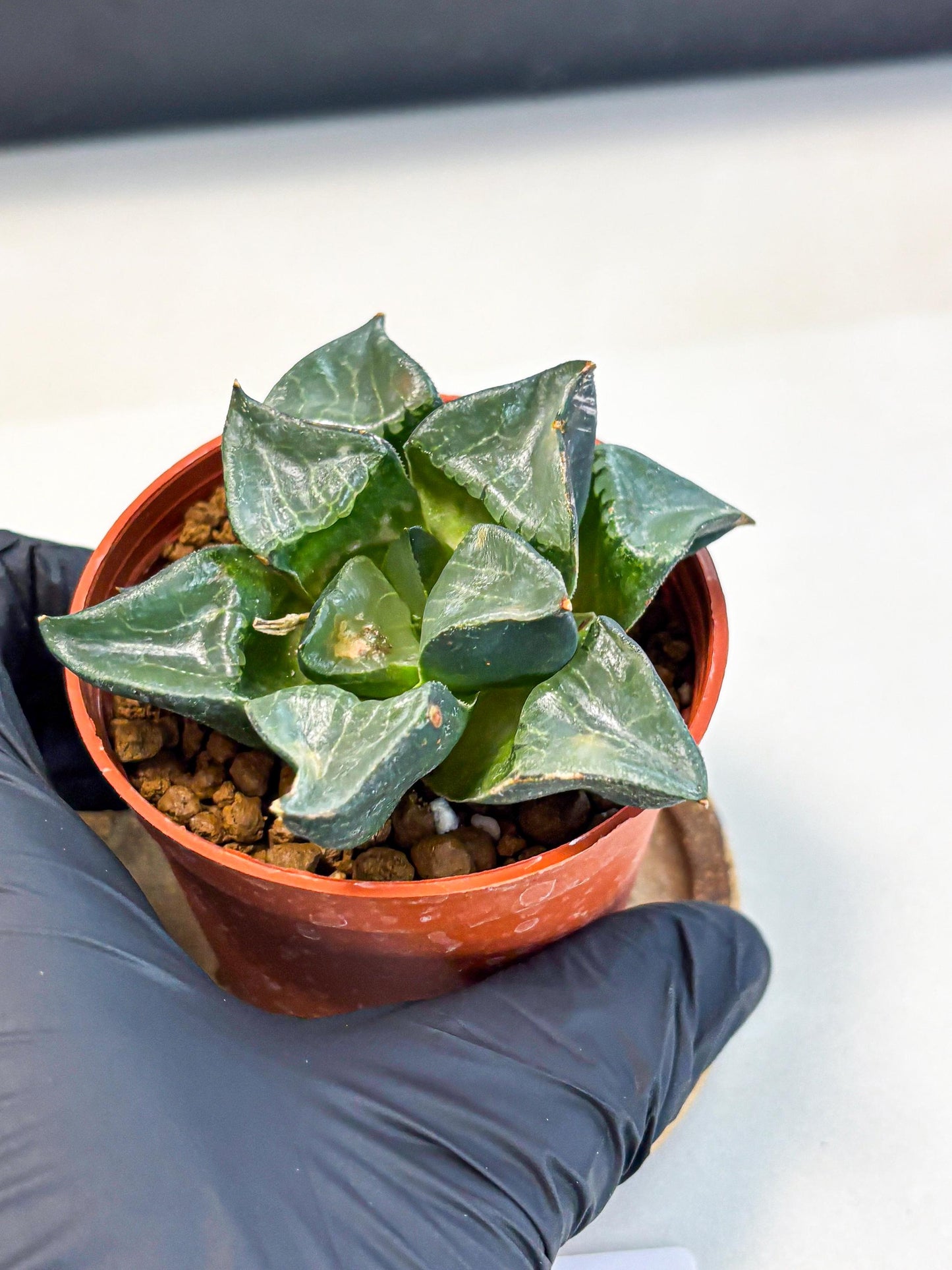 Haworthia Long Xi (wa5) (r12) | Hong Kong Import