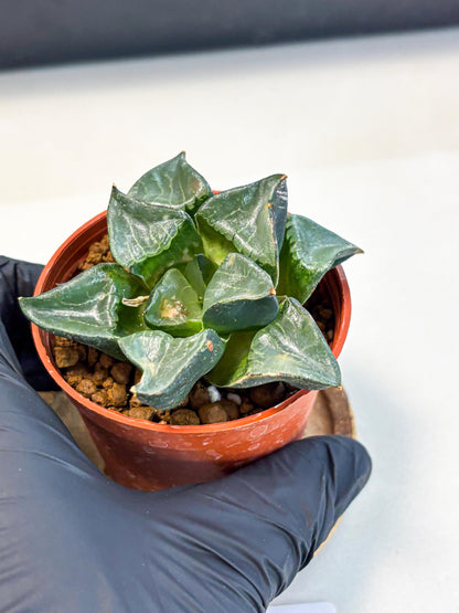 Haworthia Long Xi (wa5) (r12) | Hong Kong Import