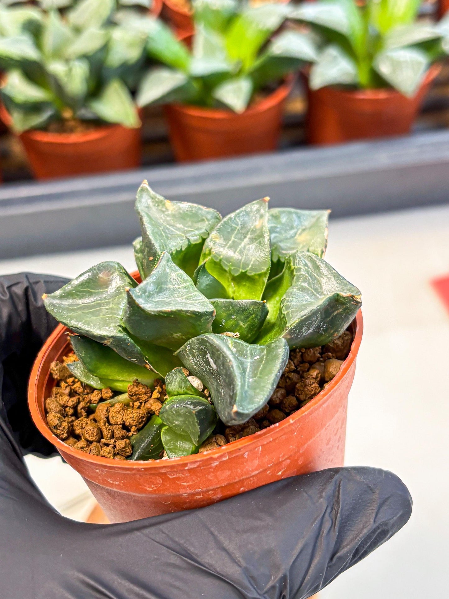 Haworthia Long Xi (wa5) (r12) | Hong Kong Import