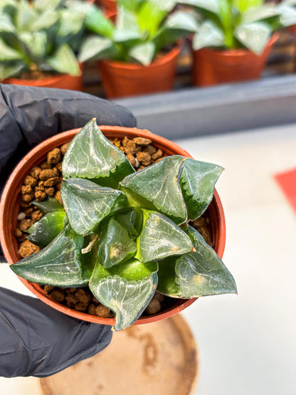 Haworthia Long Xi (wa5) (r12) | Hong Kong Import