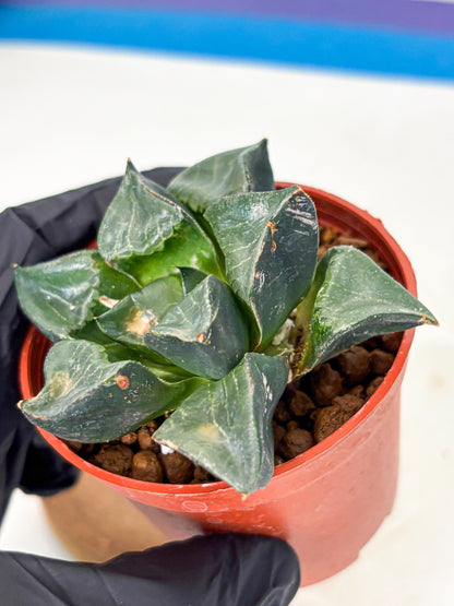 Haworthia Long Xi (wa5) (r12) | Hong Kong Import