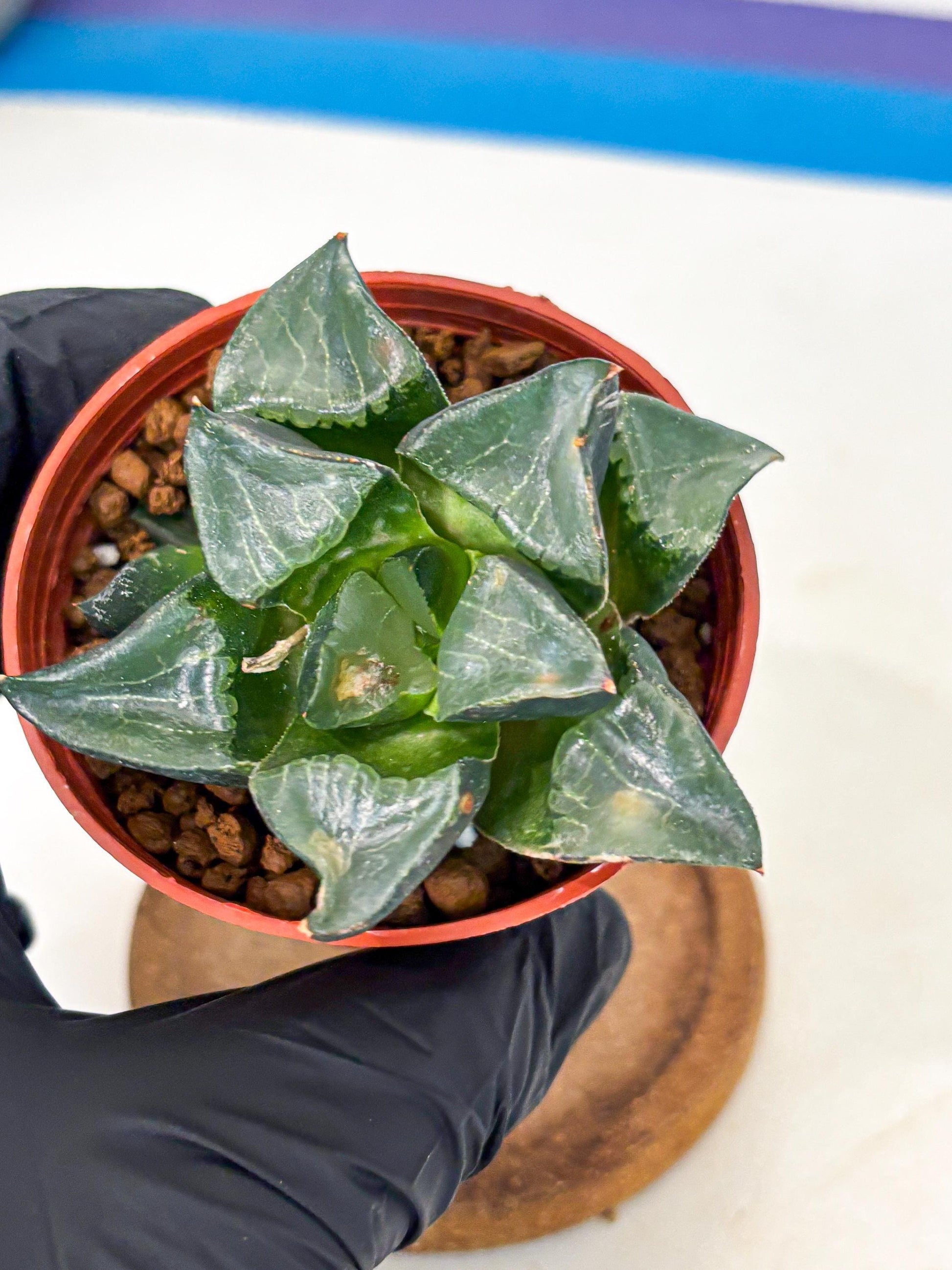 Haworthia Long Xi (wa5) (r12) | Hong Kong Import