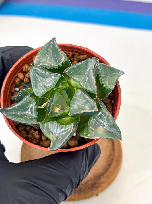 Haworthia Long Xi (wa5) (r12) | Hong Kong Import