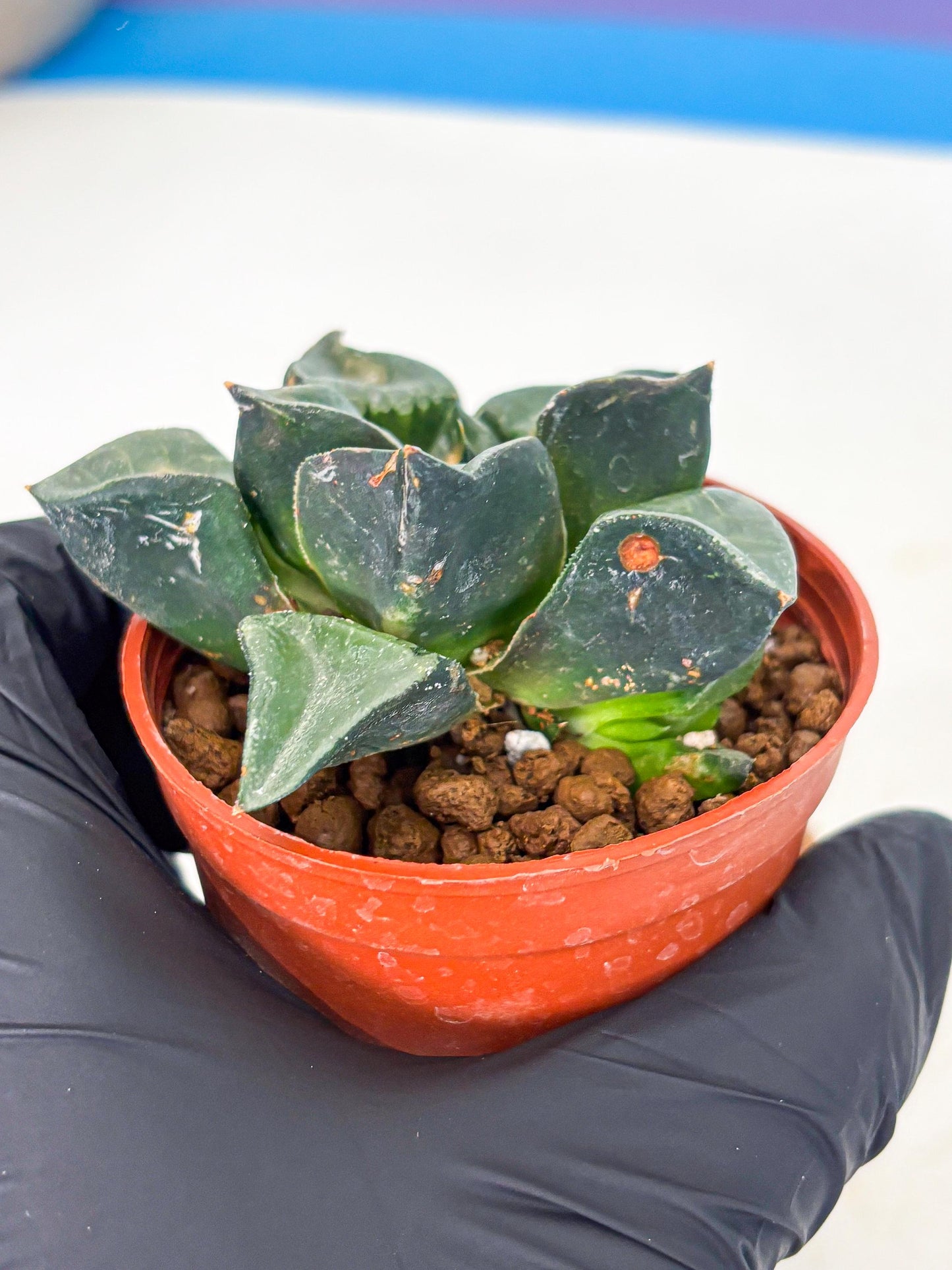 Haworthia Long Xi (wa5) (r12) | Hong Kong Import