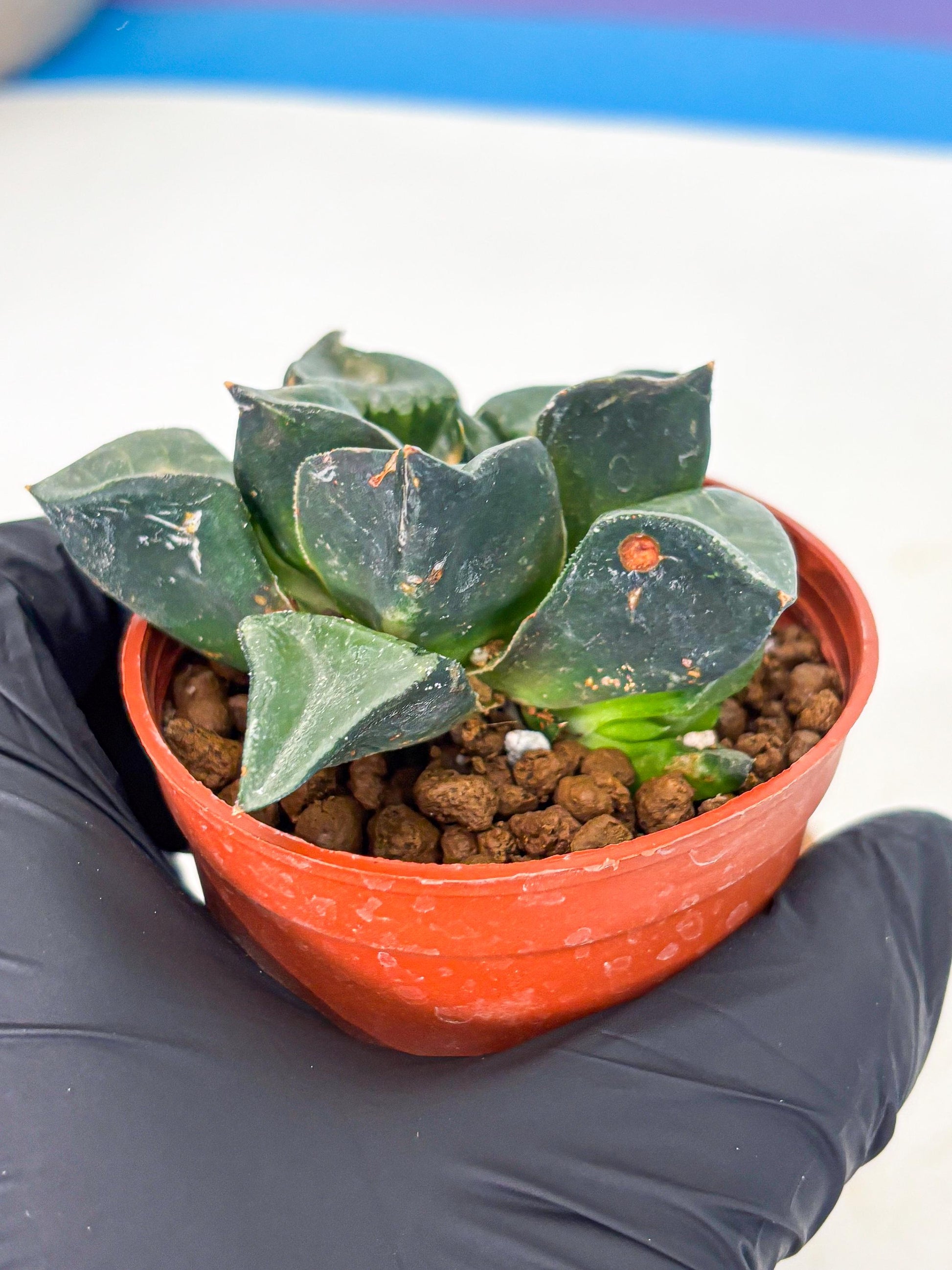 Haworthia Long Xi (wa5) (r12) | Hong Kong Import