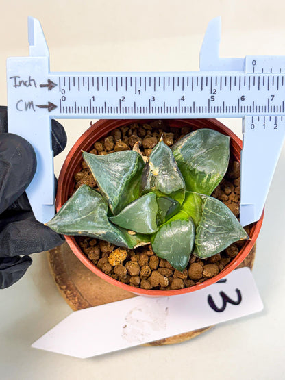 Haworthia Long Xi (wa5) (r13) | Hong Kong Import