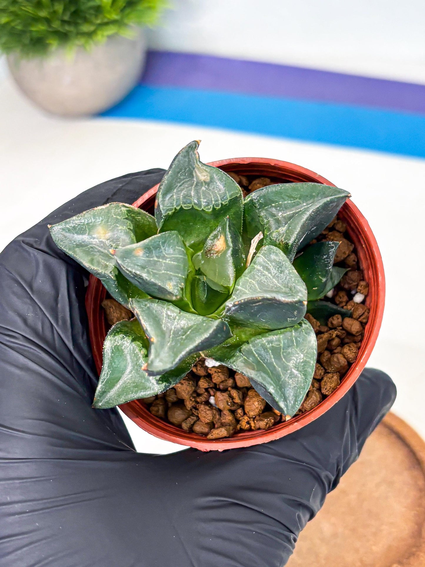 Haworthia Long Xi (wa5) (r12) | Hong Kong Import