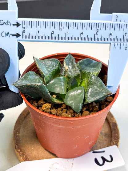 Haworthia Long Xi (wa5) (r13) | Hong Kong Import