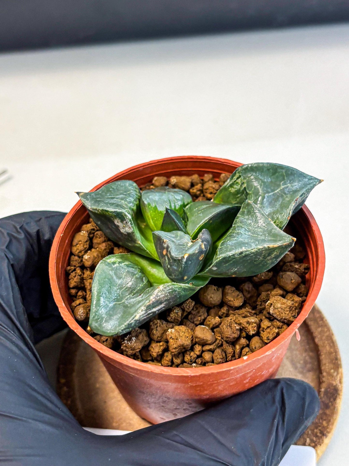 Haworthia Long Xi (wa5) (r13) | Hong Kong Import