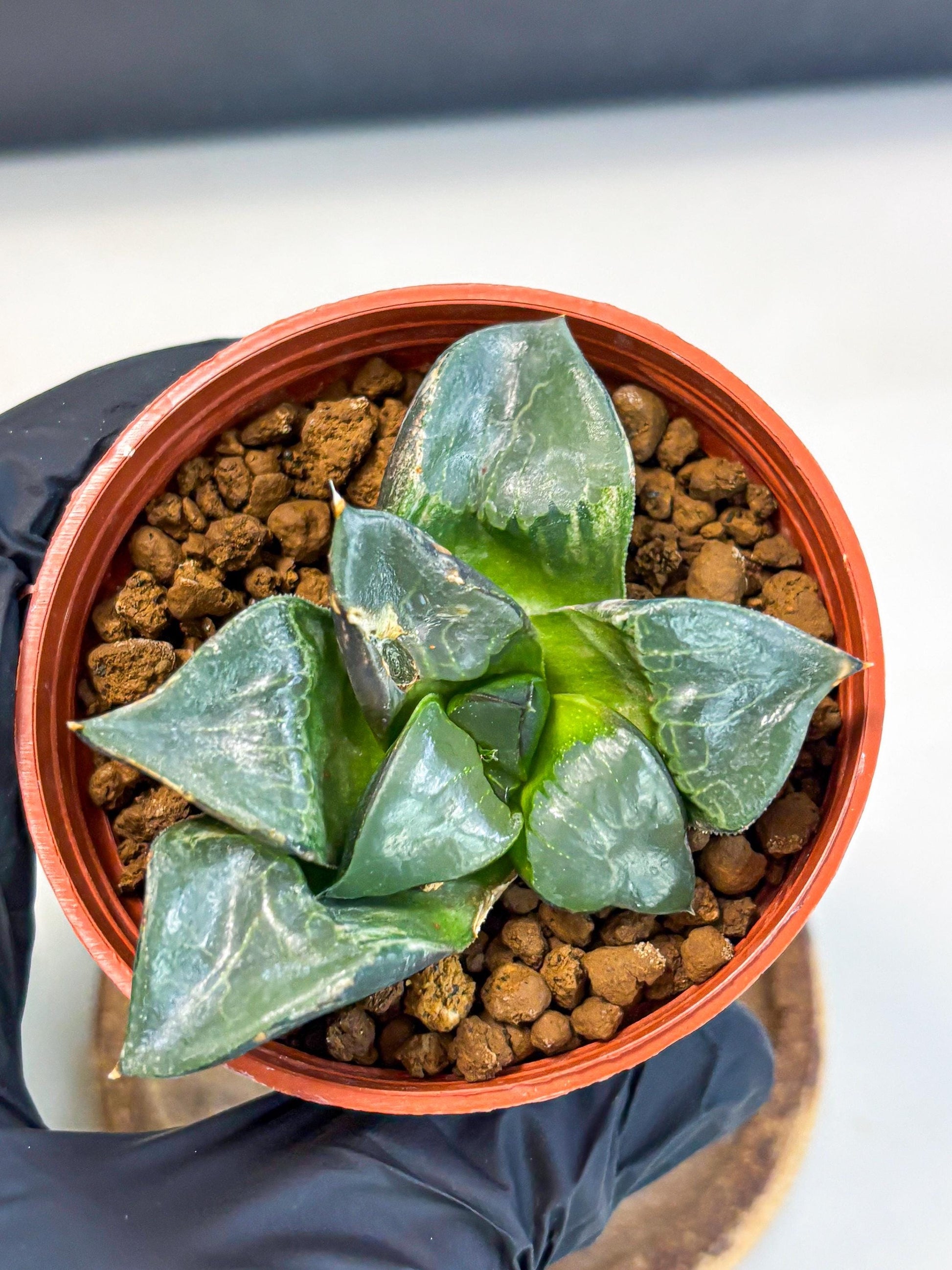Haworthia Long Xi (wa5) (r13) | Hong Kong Import