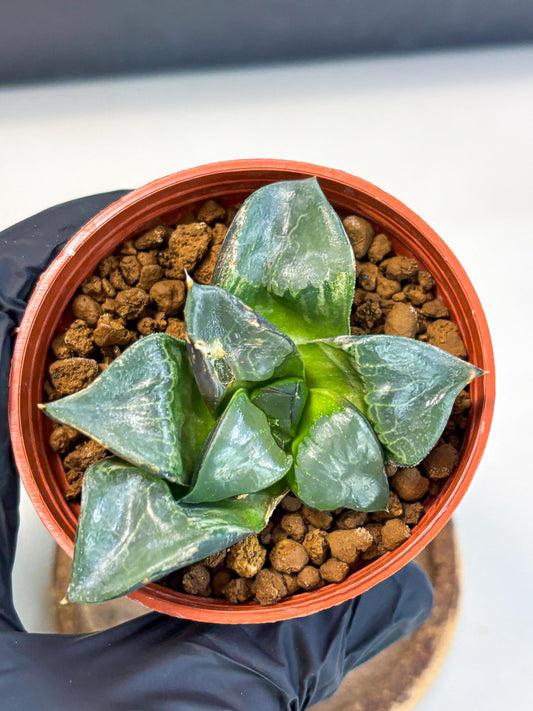 Haworthia Long Xi (wa5) (r13) | Hong Kong Import