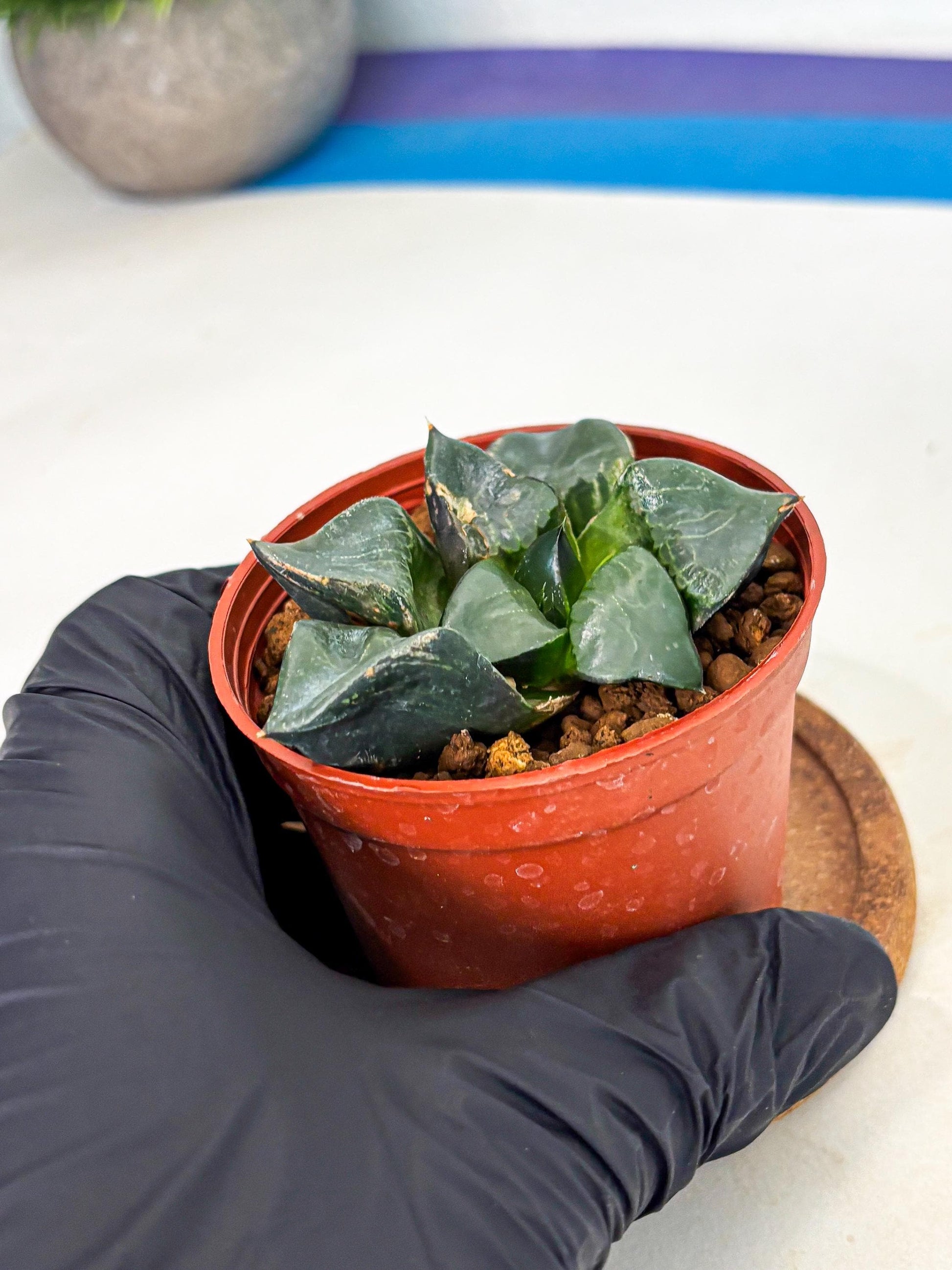 Haworthia Long Xi (wa5) (r13) | Hong Kong Import