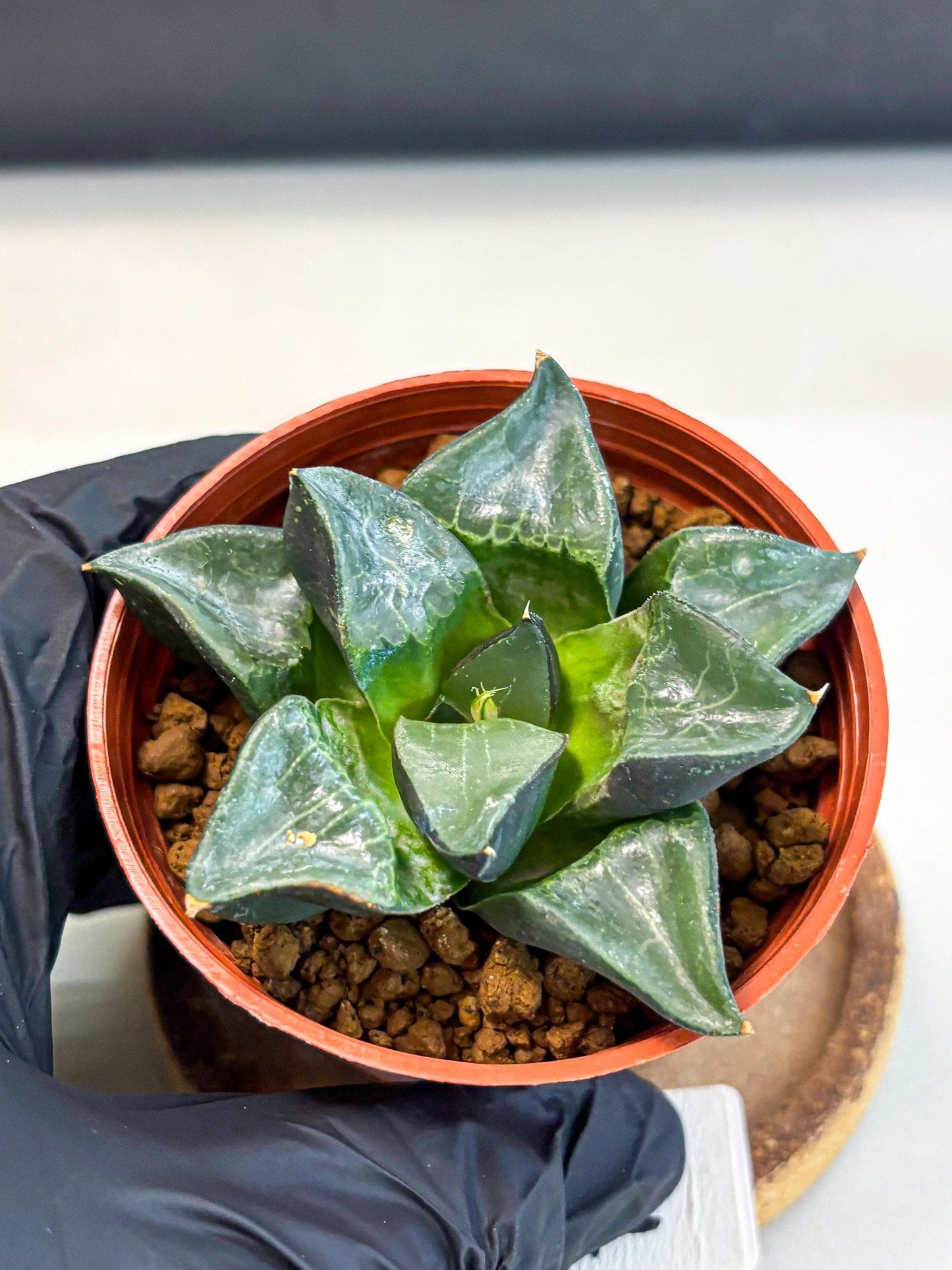 Haworthia Long Xi (wa5) (r14) | Hong Kong Import