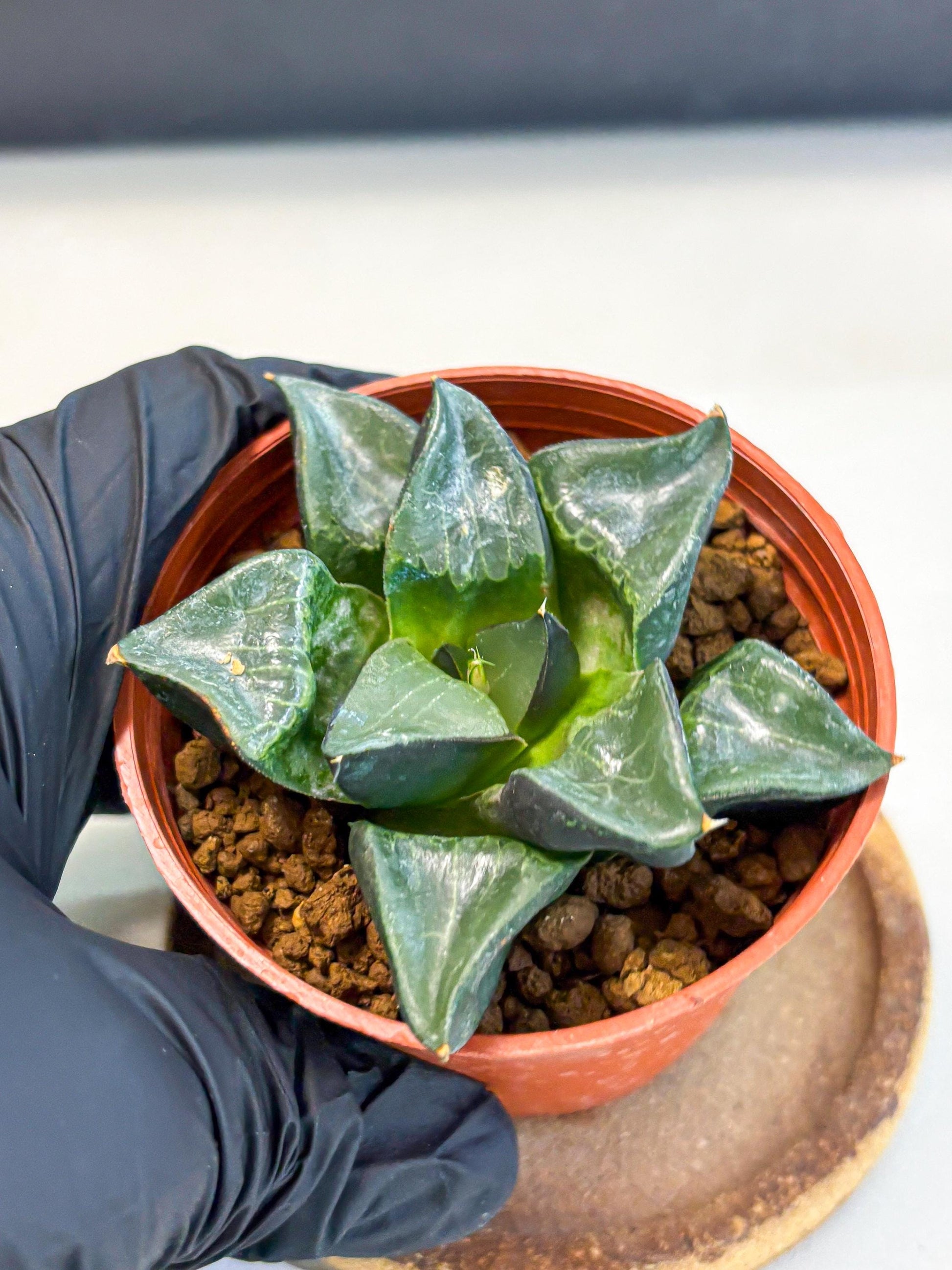 Haworthia Long Xi (wa5) (r14) | Hong Kong Import
