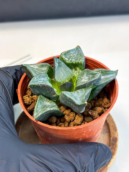 Haworthia Long Xi (wa5) (r14) | Hong Kong Import