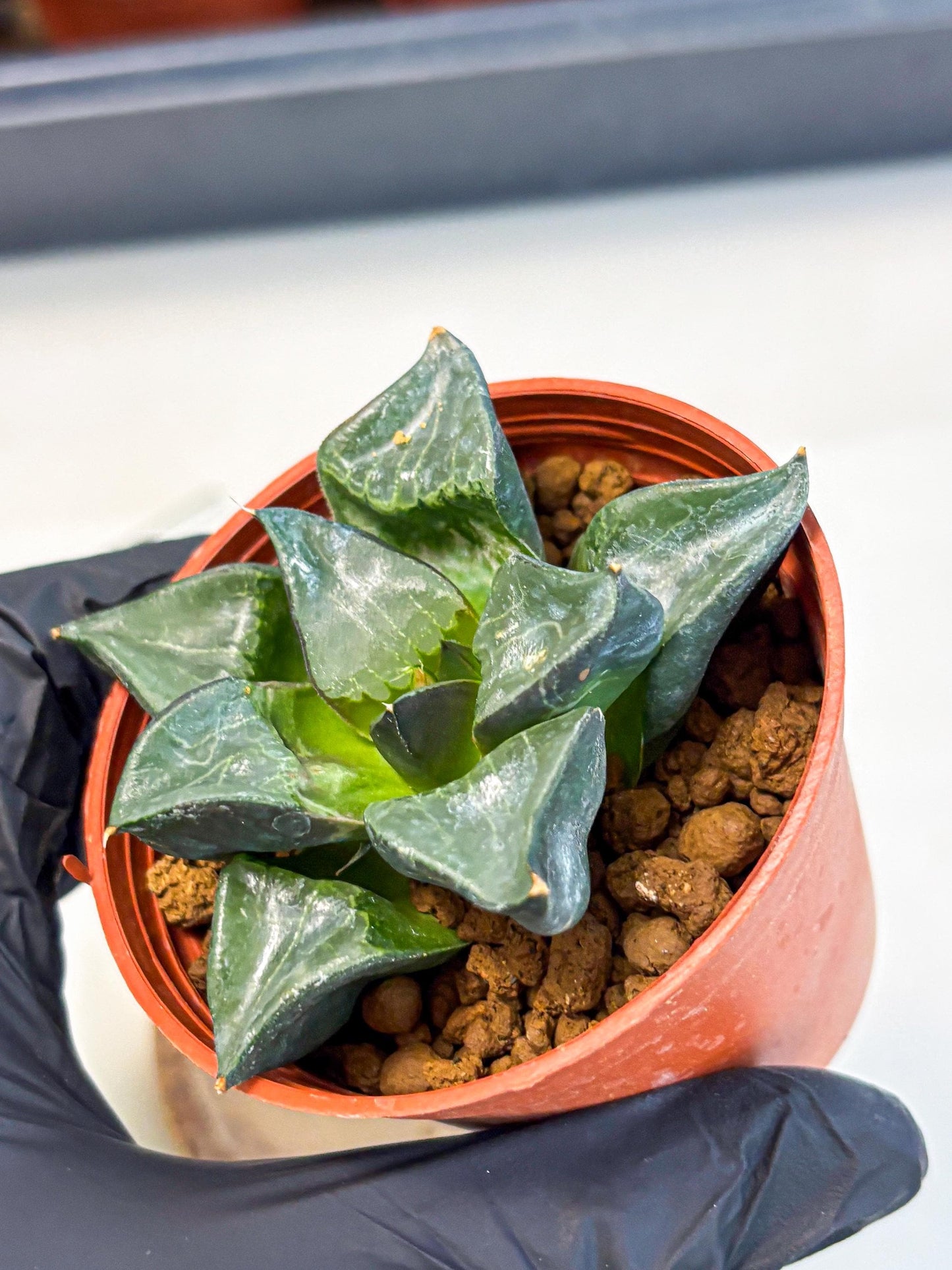 Haworthia Long Xi (wa5) (r14) | Hong Kong Import