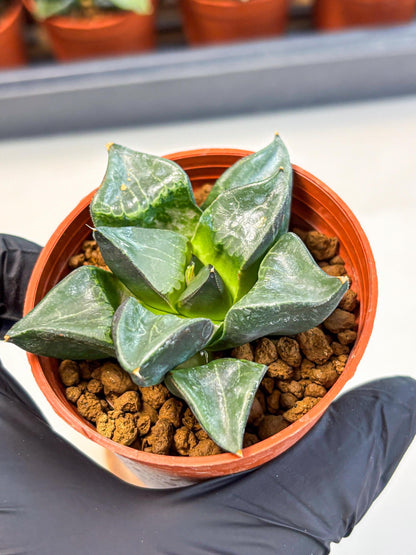 Haworthia Long Xi (wa5) (r14) | Hong Kong Import