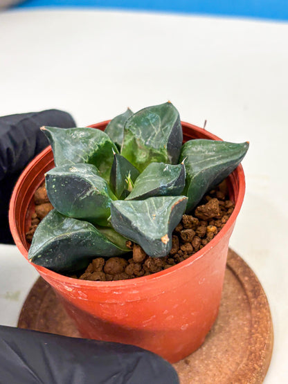 Haworthia Long Xi (wa5) (r14) | Hong Kong Import