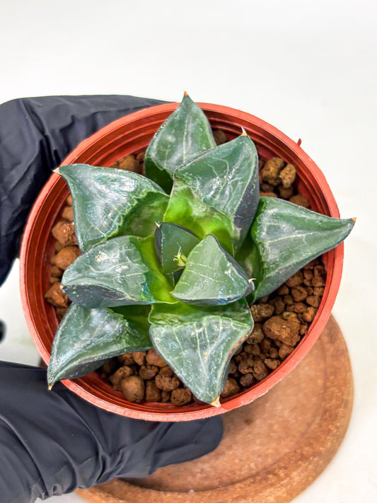 Haworthia Long Xi (wa5) (r14) | Hong Kong Import