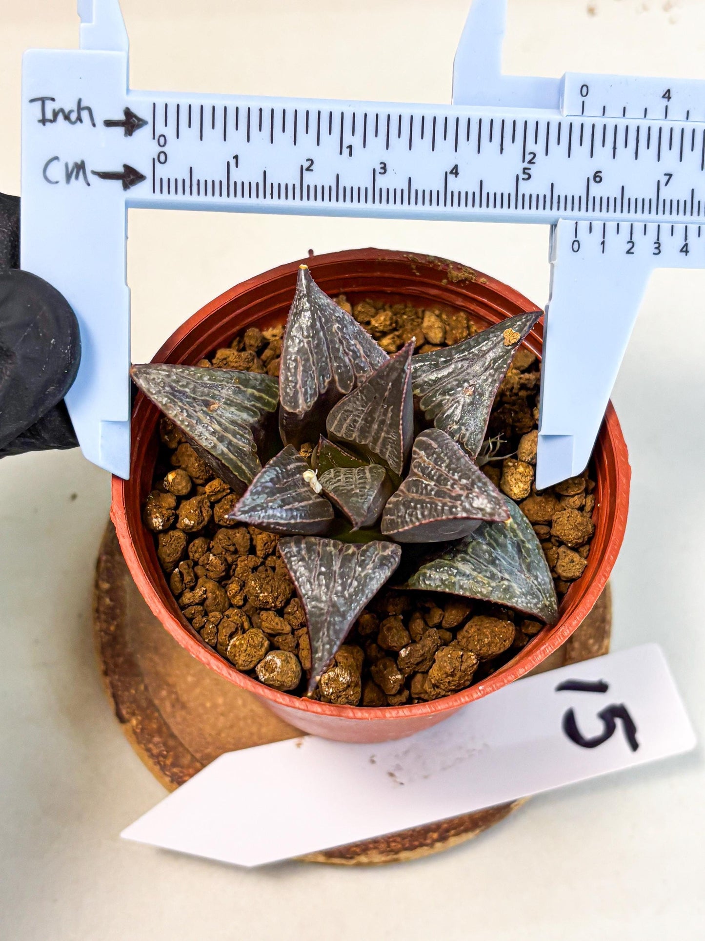 Haworthia 950 Splendens x Badia (wa5) (r15) | Hong Kong Import