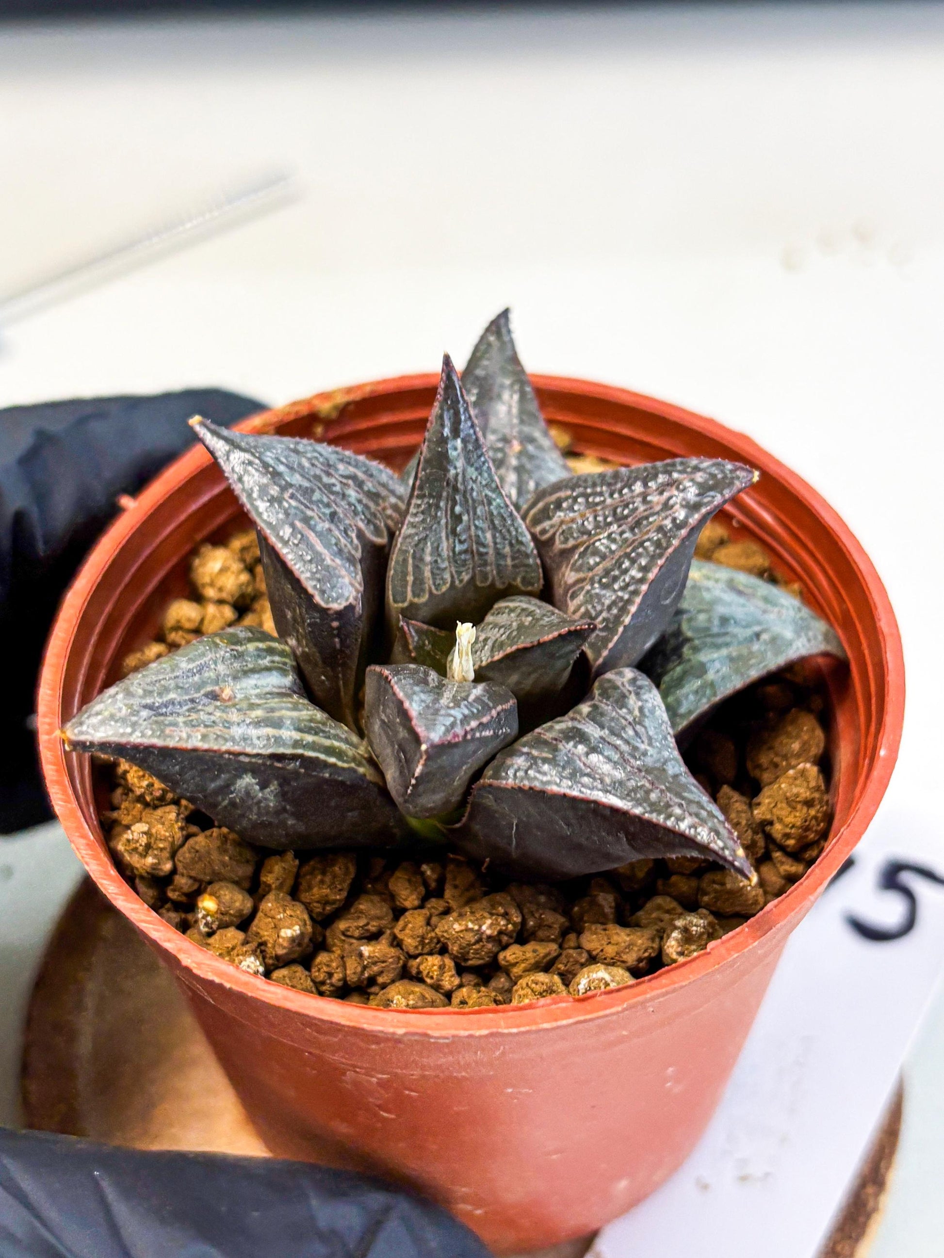 Haworthia 950 Splendens x Badia (wa5) (r15) | Hong Kong Import