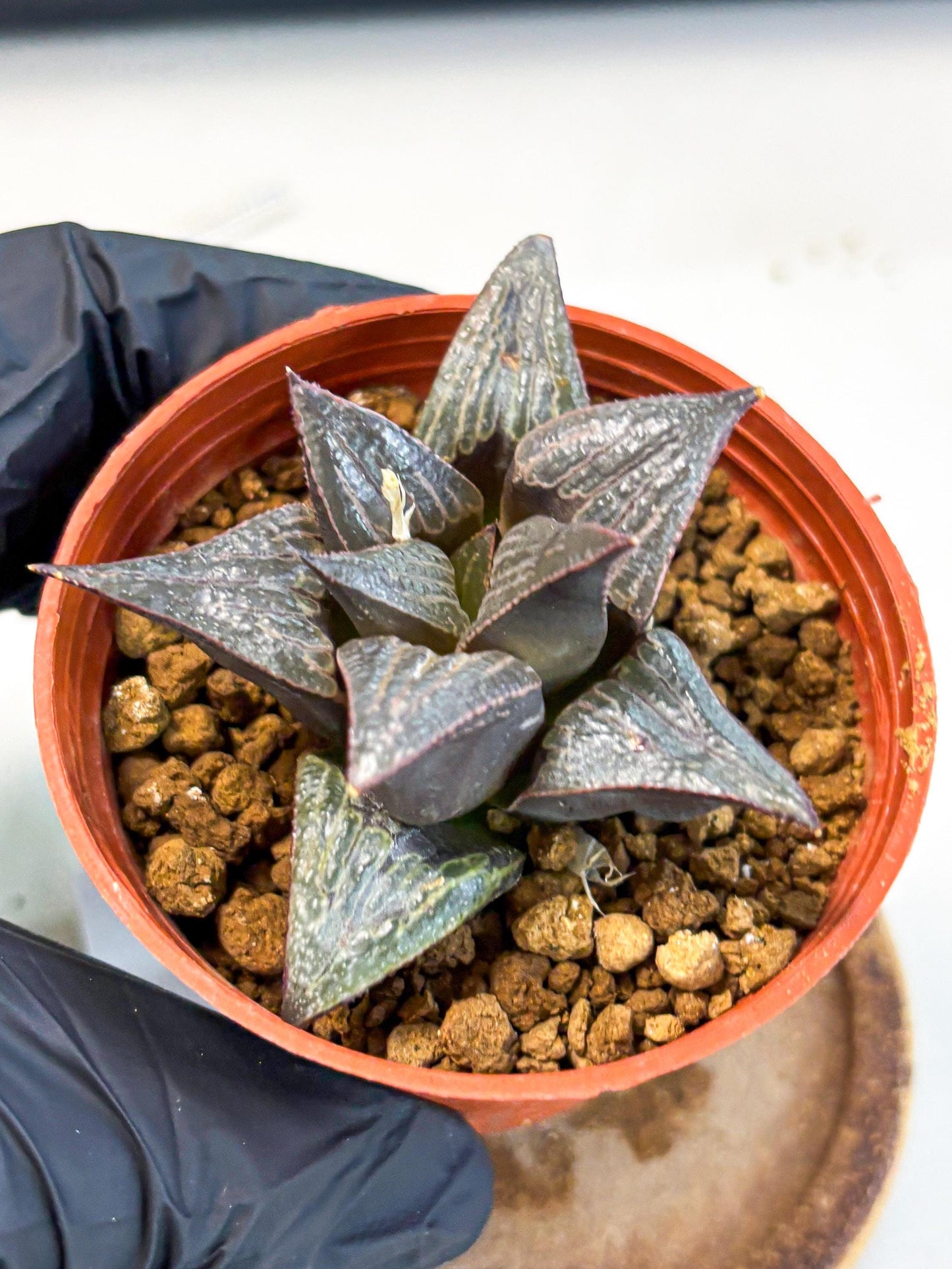 Haworthia 950 Splendens x Badia (wa5) (r15) | Hong Kong Import