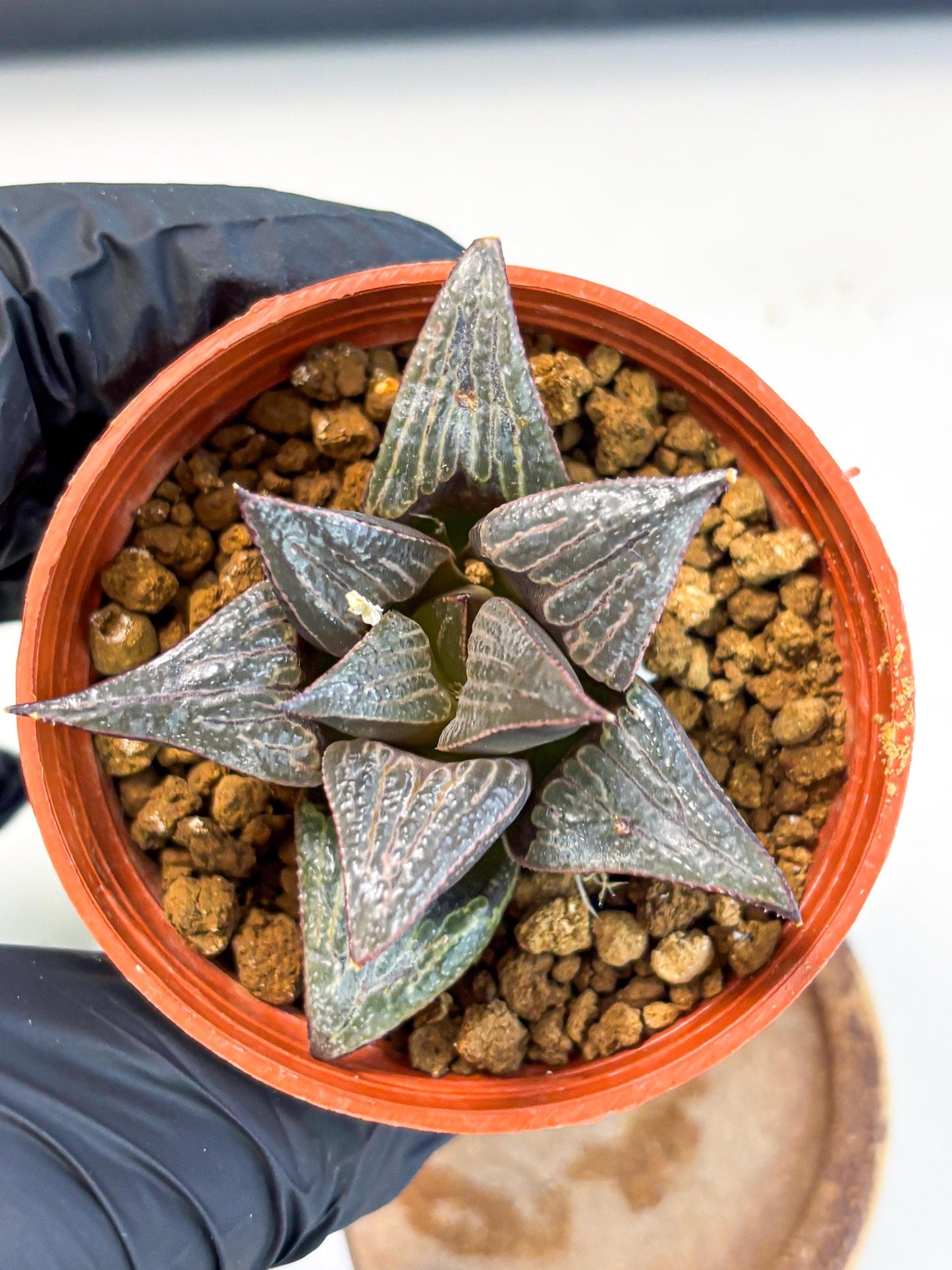 Haworthia 950 Splendens x Badia (wa5) (r15) | Hong Kong Import