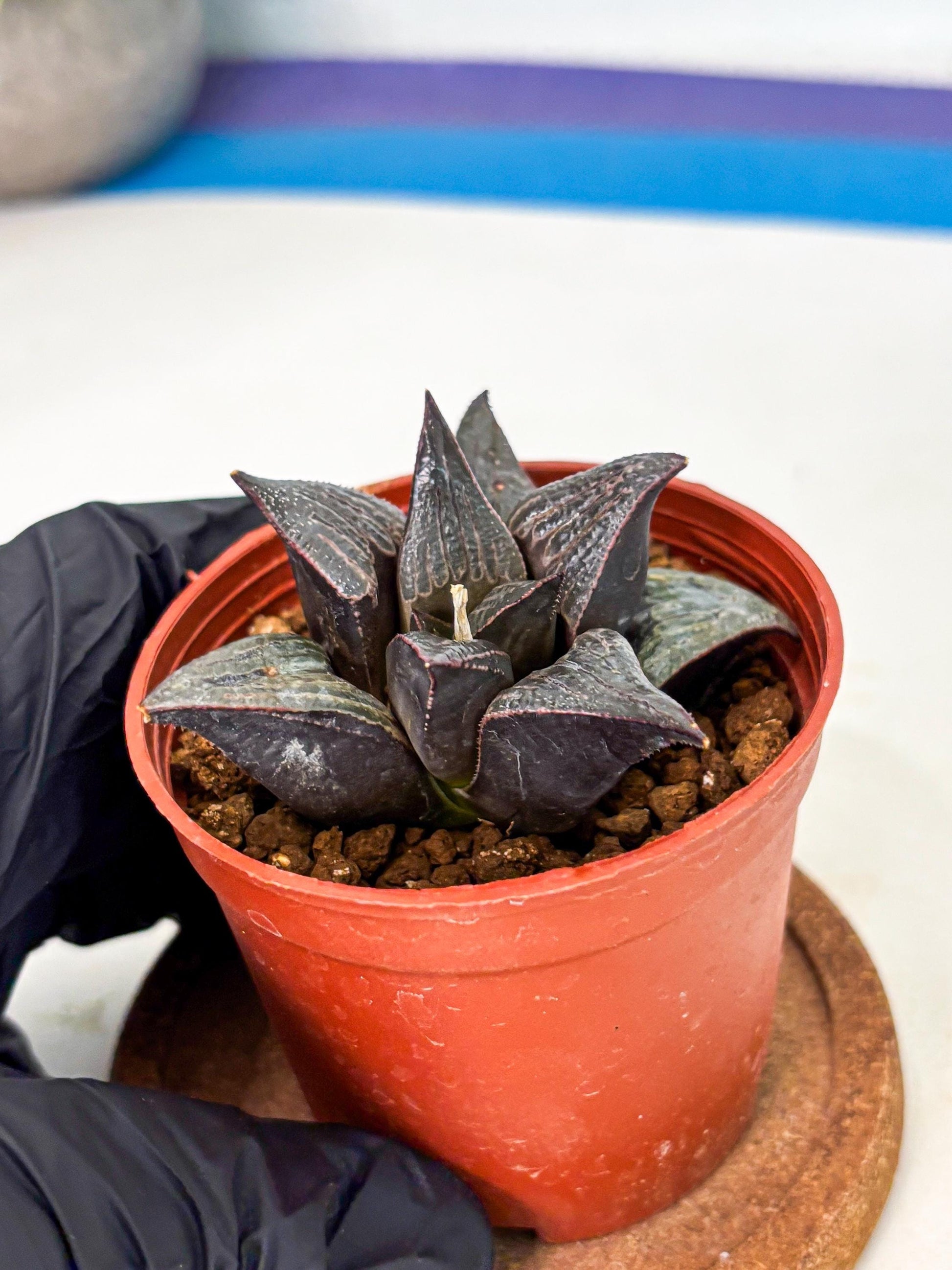 Haworthia 950 Splendens x Badia (wa5) (r15) | Hong Kong Import