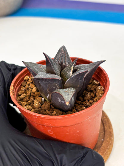Haworthia 950 Splendens x Badia (wa5) (r15) | Hong Kong Import
