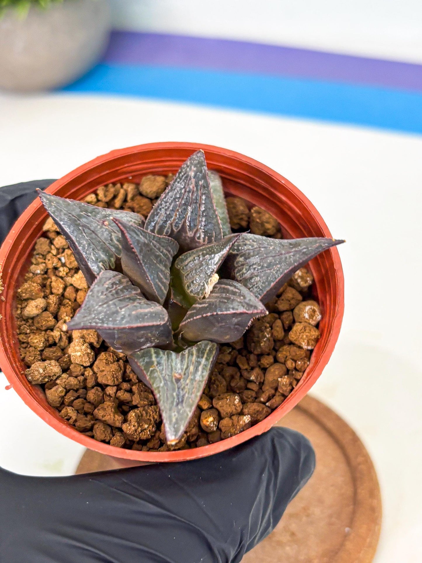 Haworthia 950 Splendens x Badia (wa5) (r15) | Hong Kong Import