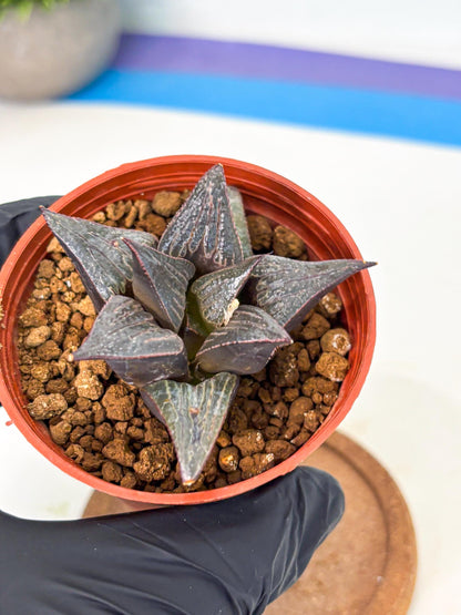 Haworthia 950 Splendens x Badia (wa5) (r15) | Hong Kong Import