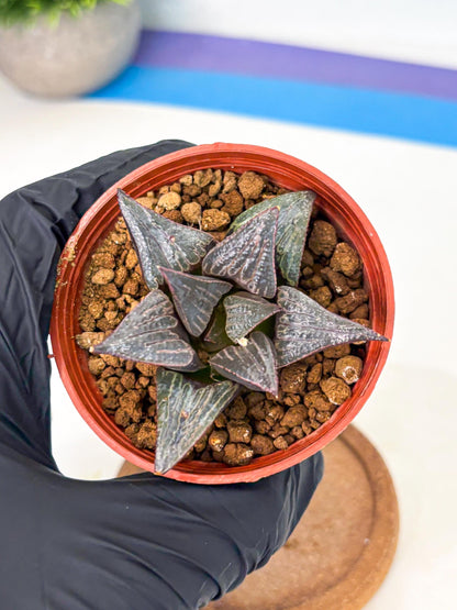 Haworthia 950 Splendens x Badia (wa5) (r15) | Hong Kong Import