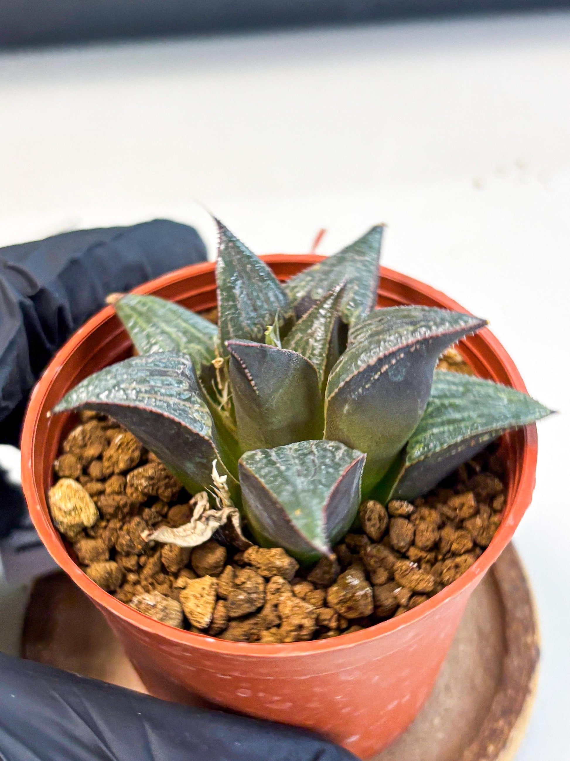 Haworthia Splendens x Badia (wa5) (r16) | Hong Kong Import
